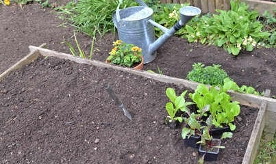 seedling of lettuce and beet in pot put on the soil in a square garden to be planted