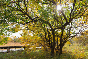 Beautiful trees and paths in autumn