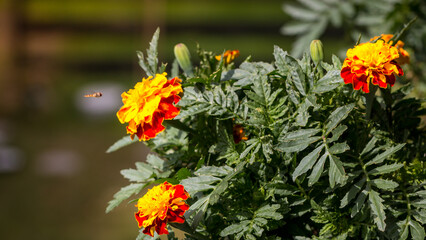 Tagetes in yellow orange is approached laterally by bee