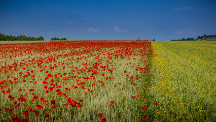 Cornflowers in the wheat field near Hildesheim