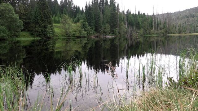 Calm Lake Laka in national park Bohemian Forest, Czech Republic.
