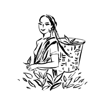 Illustration of an Indian woman collecting of tea leaves