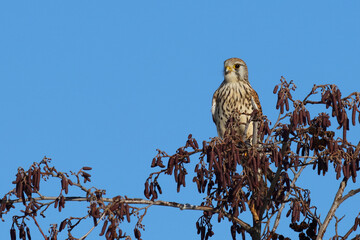 Turmfalke / Common kestrel / Falco tinnunculus