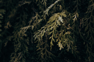 Fotos de flora y fauna de panama