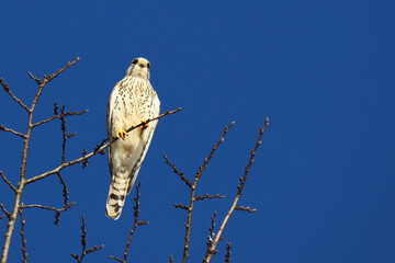 Turmfalke / Common kestrel / Falco tinnunculus
