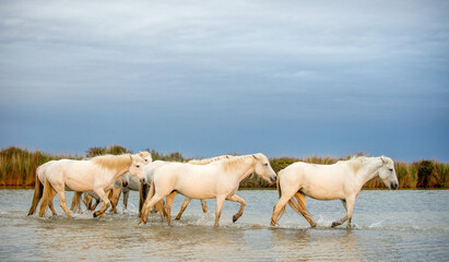 White Camargue Horses galloping through water. Parc Regional de Camargue - Provence, France - 483310924