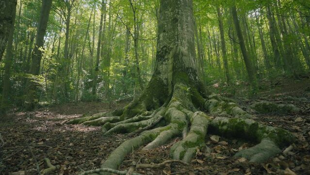 Ancient tree roots in a huge green forest