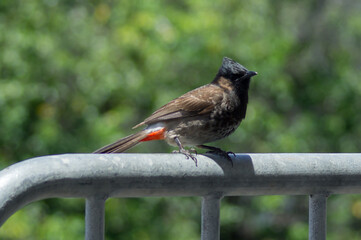 Red-vented bulbul