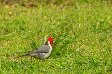 Red-crested cardinal