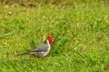 Fototapeten Red-crested cardinal © darksideofpink