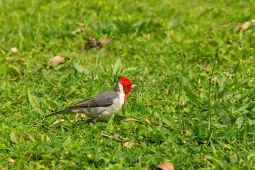 Red-crested cardinal