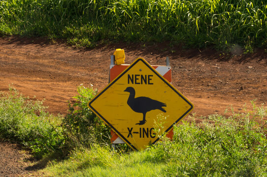 nene crossing