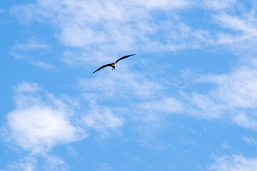 Great Frigatebird