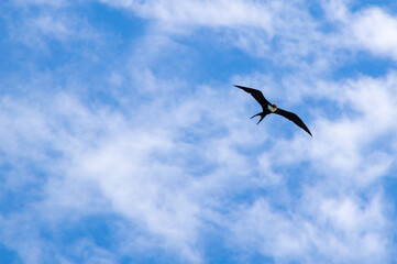 Great Frigatebird