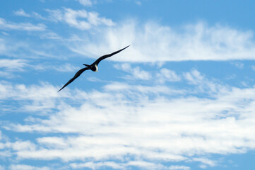 Great Frigatebird