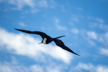 Great Frigatebird