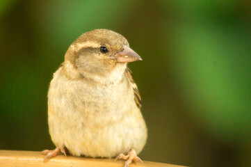 house sparrow