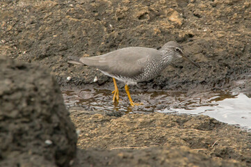 Wandering tattler