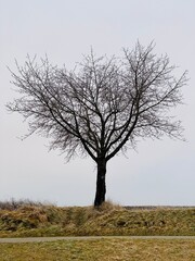 Einzeln stehender kahler Baum im Winter