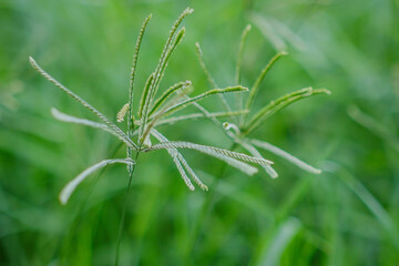 close up of grass