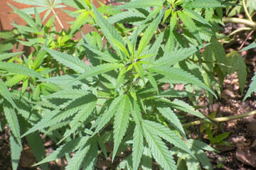 Lush small cannabis plant growing in Queensland, Australia