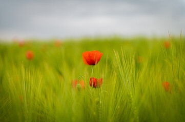 Mohn auf einem Roggenfeld