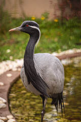 Big beautiful demoiselle crane