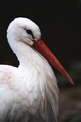 White stork side view