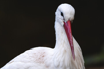 White stork front view © Costas Visuals