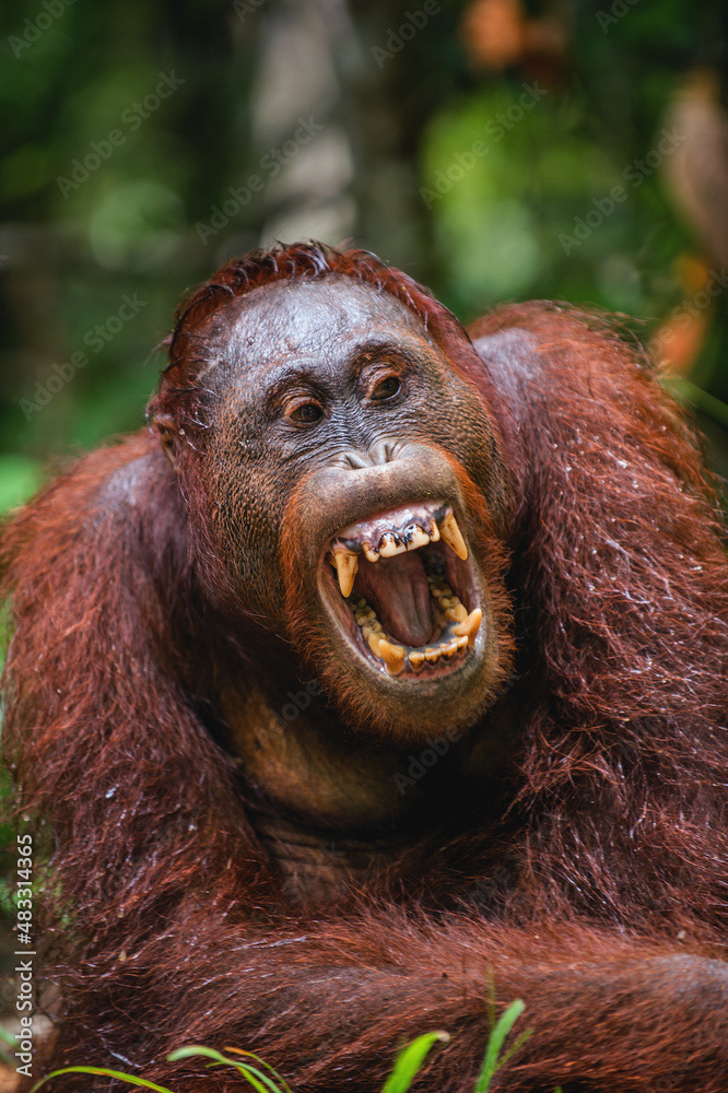 Canvas Prints a close up portrait of the bornean orangutan (pongo pygmaeus) with open mouth. wild nature. central 