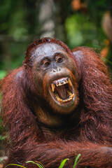 A close up portrait of the Bornean orangutan (Pongo pygmaeus) with open mouth. Wild nature. Central...