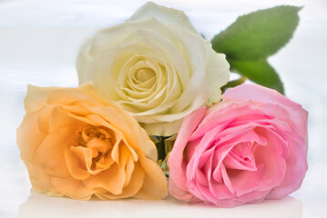 Fototapeta na wymiar Colorful roses