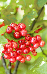 Red currant berries in dew drops on a bush in the summer garden.