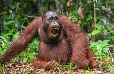A close up portrait of the Bornean orangutan (Pongo pygmaeus) with open mouth. Wild nature. Central Bornean orangutan ( Pongo pygmaeus wurmbii ) in natural habitat. Tropical Rainforest of Borneo. © Uryadnikov Sergey