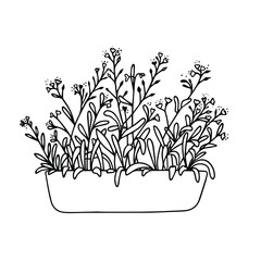 Potted forget-me-not flowers isolated on a white background. Vector illustration. Line art.