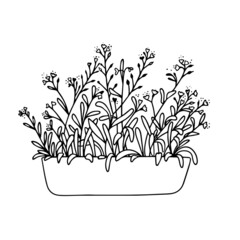 Potted forget-me-not flowers isolated on a white background. Line art.