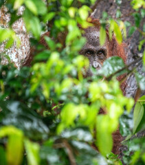 Bornean Orangutan hiding in the green foliage of a tree in a natural habitat. Bornean orangutan (Pongo pygmaeus wurmbii) in the wild nature. Rainforest of Island Borneo. Indonesia.