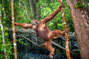 Bornean orangutan on the tree under rain in the wild nature. Central Bornean orangutan ( Pongo...
