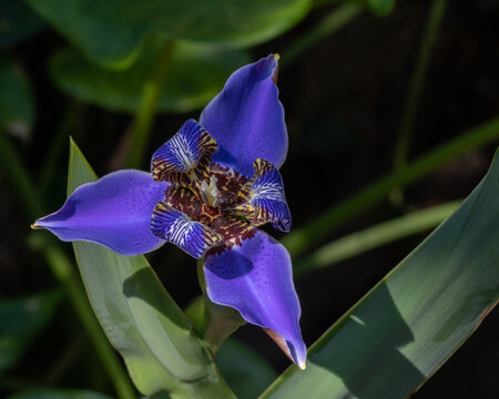 Closeup top view of beautiful bright blue walking iris neomarica caerulea flower blooming outdoors on natural dark background