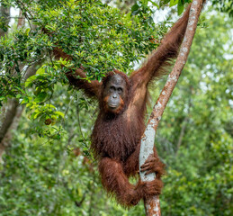 Bornean orangutan on the tree under rain in the wild nature. Central Bornean orangutan ( Pongo pygmaeus wurmbii ) on the tree in natural habitat. Tropical Rainforest of Borneo.Indonesia © Uryadnikov Sergey