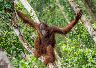 Bornean orangutan on the tree under rain in the wild nature. Central Bornean orangutan ( Pongo pygmaeus wurmbii ) on the tree  in natural habitat. Tropical Rainforest of Borneo. Indonesia