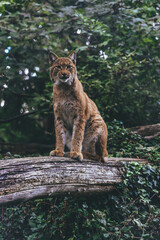 lynx without fear
lynx in the forest, wild life