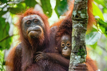 Fototapeta premium Mother orangutan and cub in a natural habitat. Bornean orangutan (Pongo pygmaeus wurmbii) in the wild nature. Rainforest of Island Borneo. Indonesia.