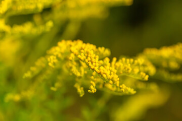 Yellow flowers of goldenrod. Solidago canadensis, known as Canada goldenrod or Canadian goldenrod flowering in late summer into the fall.