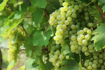Close up of typical fresh French ripe grape white wine fruit called "Jacquère" on its branches with its leaves in a vineyard with blurry green background during summer  - Powered by Adobe