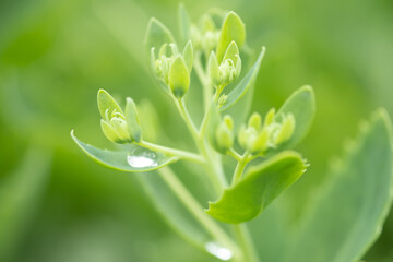 Closeup of green plant with a dew drop