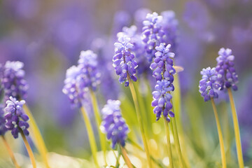 Muscari