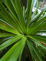 Rosette, Elefantenfuß, Palme, Grünpflanze, Zimmerpflanze, Blätter