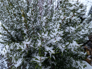 Rosmarin, Krauter, Heilpflanze, Gewürze, Schnee, Winter, Nadeln