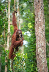 Young male of Bornean Orangutan on the tree in a natural habitat. Bornean orangutan (Pongo pygmaeus wurmbii) in the wild nature. Rainforest of Island Borneo. Indonesia. © Uryadnikov Sergey